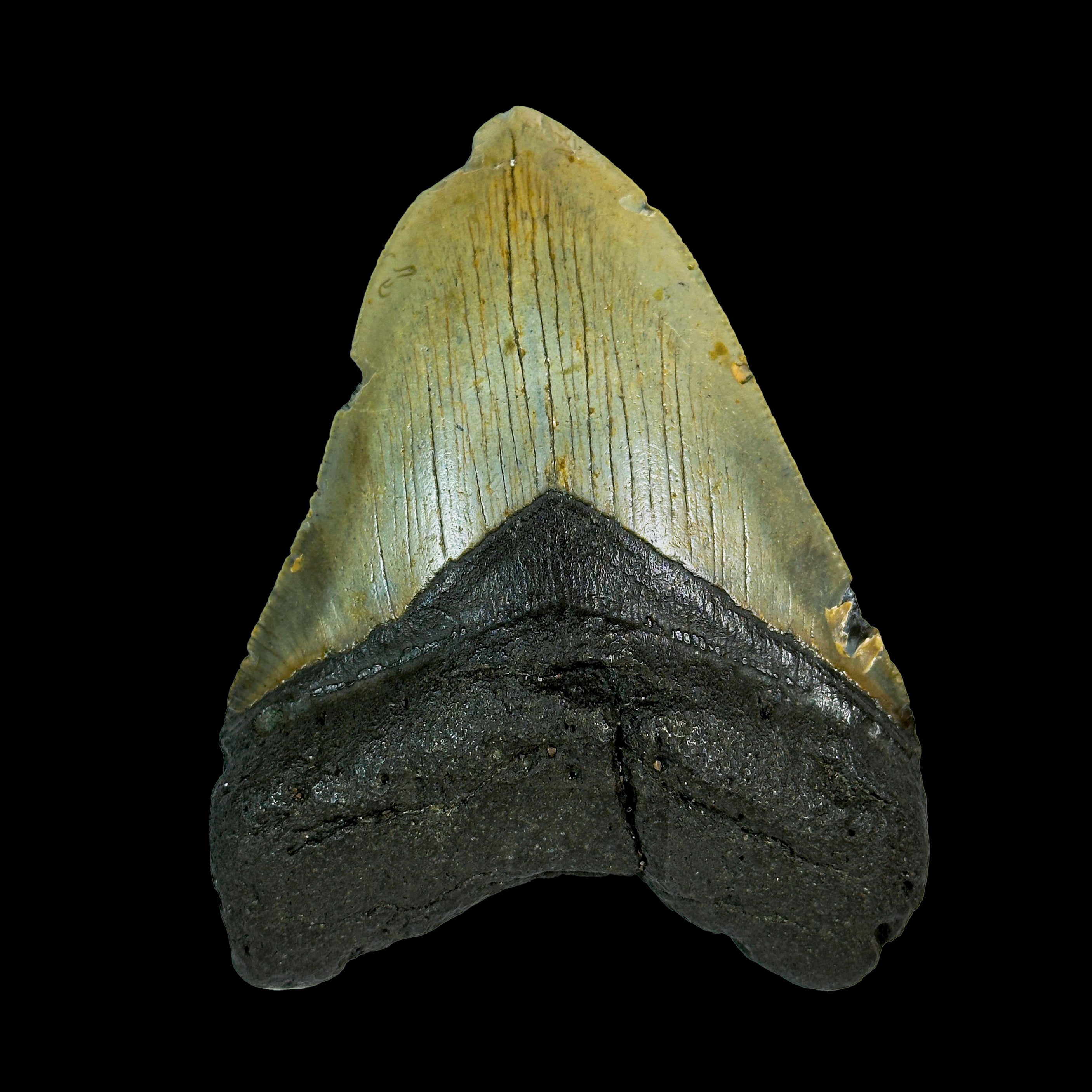 Rare Megalodon Tooth Fossil – BIg Size Natural Specimen G #0330 – gargoti