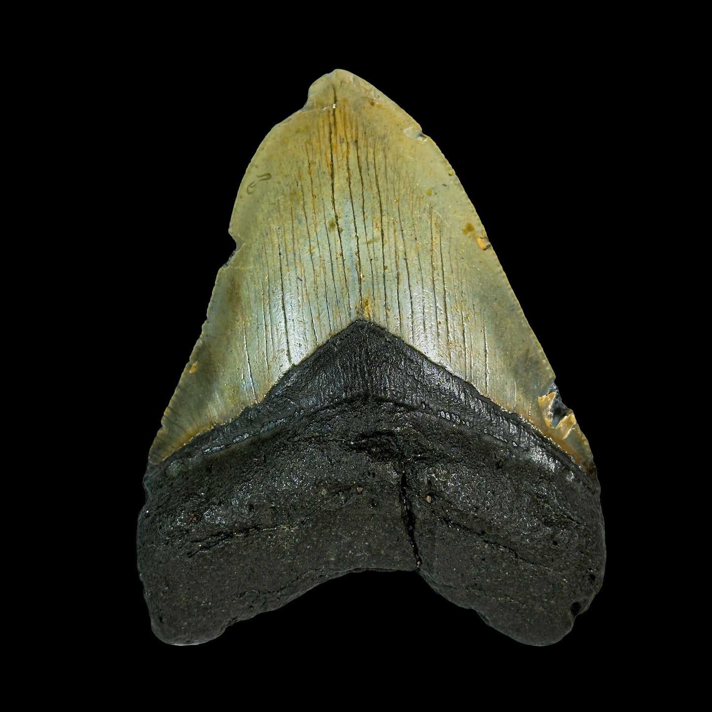 Rare Megalodon Tooth Fossil – BIg Size Natural Specimen G #0330