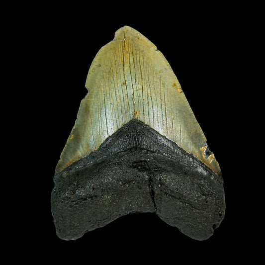 Rare Megalodon Tooth Fossil – BIg Size Natural Specimen G #0330
