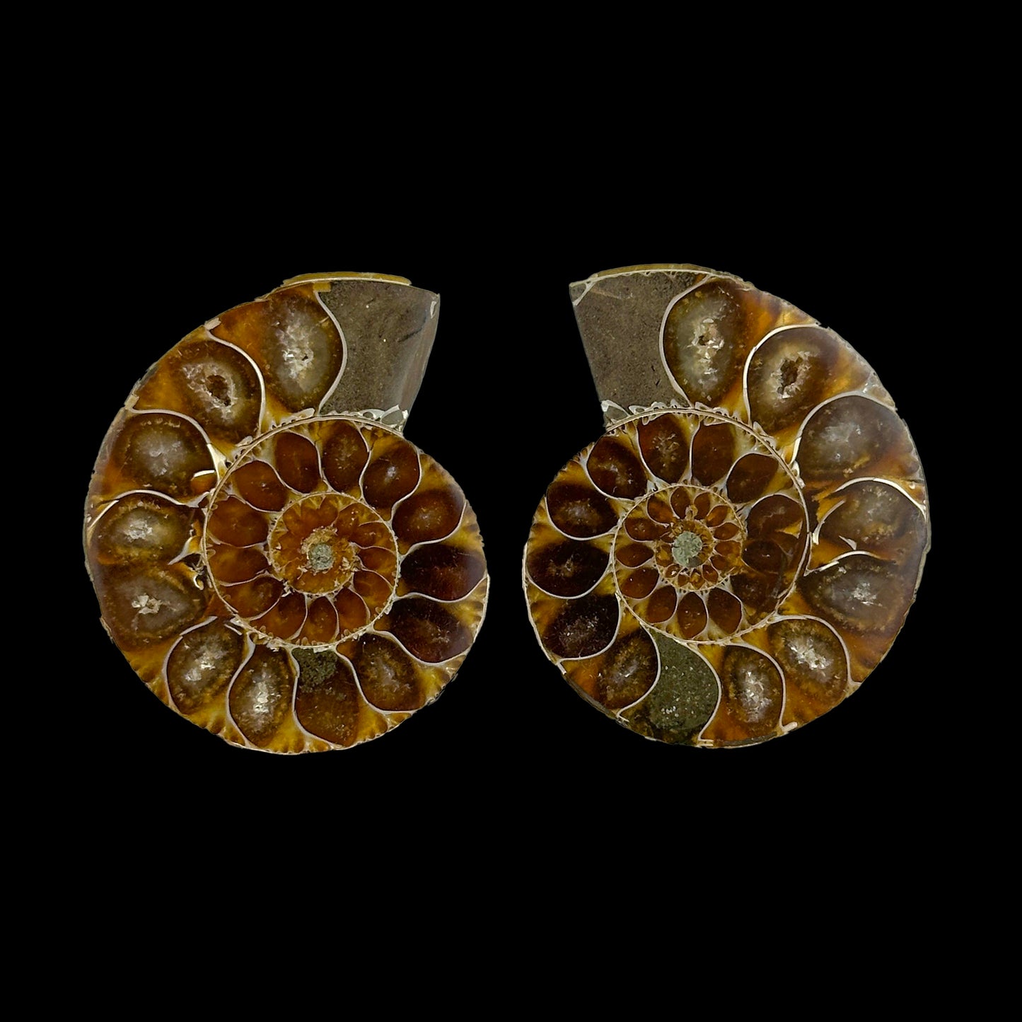 Fossilized Ammonite Shell Pair with Natural Mineral Specimen  # G 0333