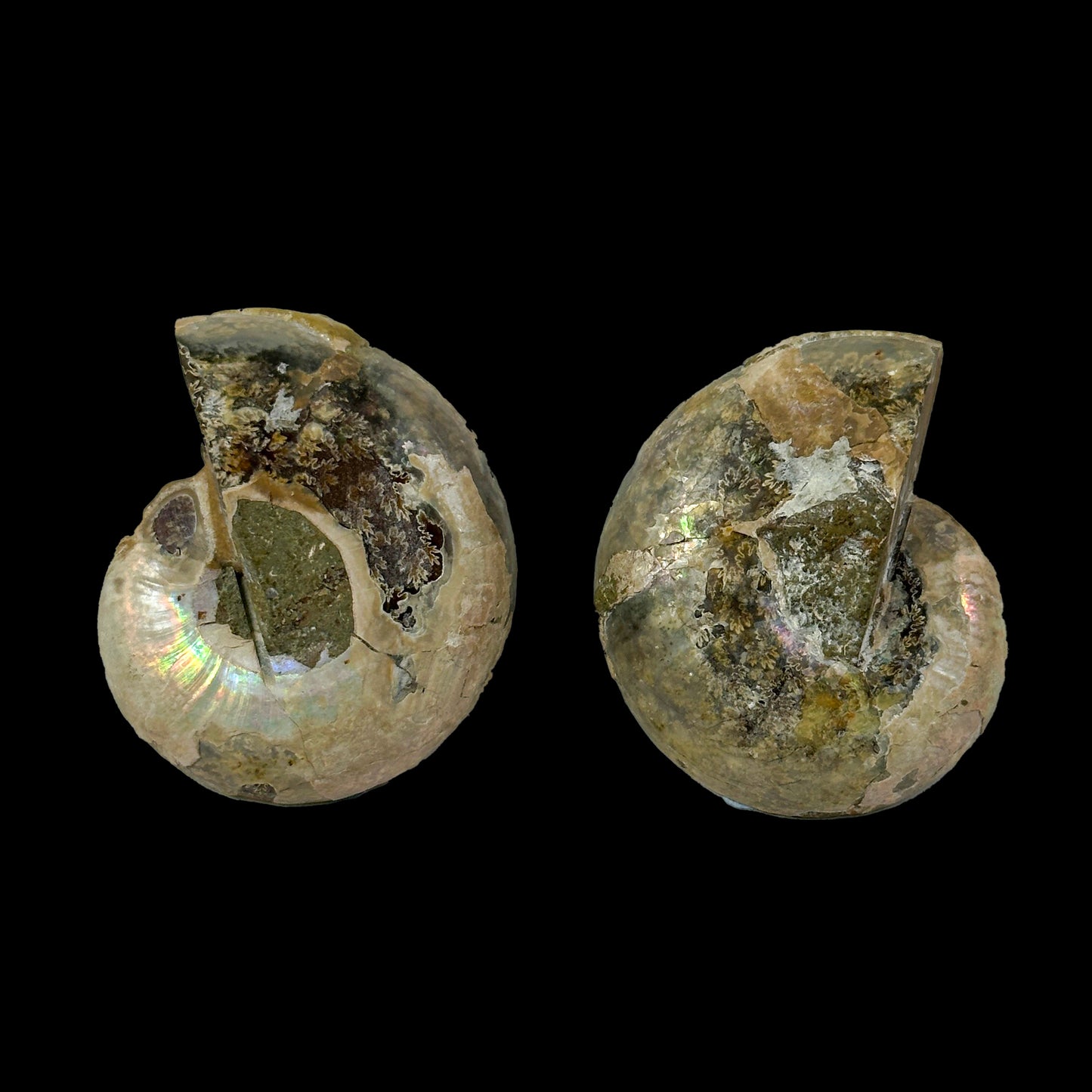 Fossilized Ammonite Shell Pair with Natural Mineral Specimen  # G 0333