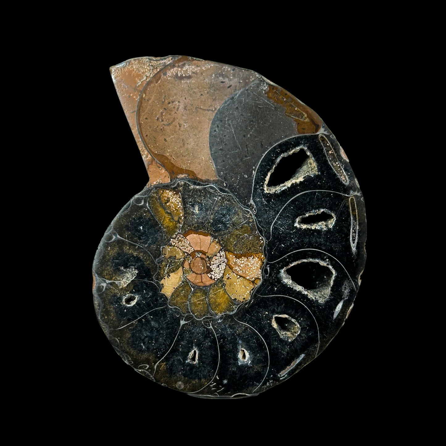 Fossilized Ammonite Shell Pair with Natural Mineral Specimen  # G 0335