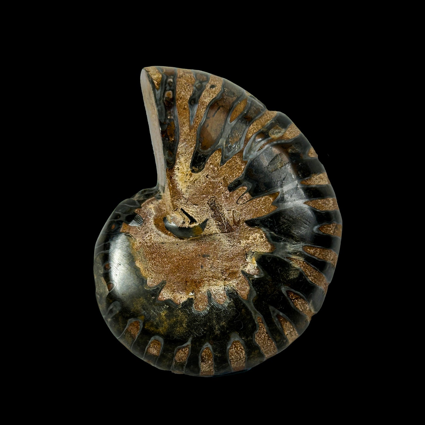 Fossilized Ammonite Shell Pair with Natural Mineral Specimen  # G 0335