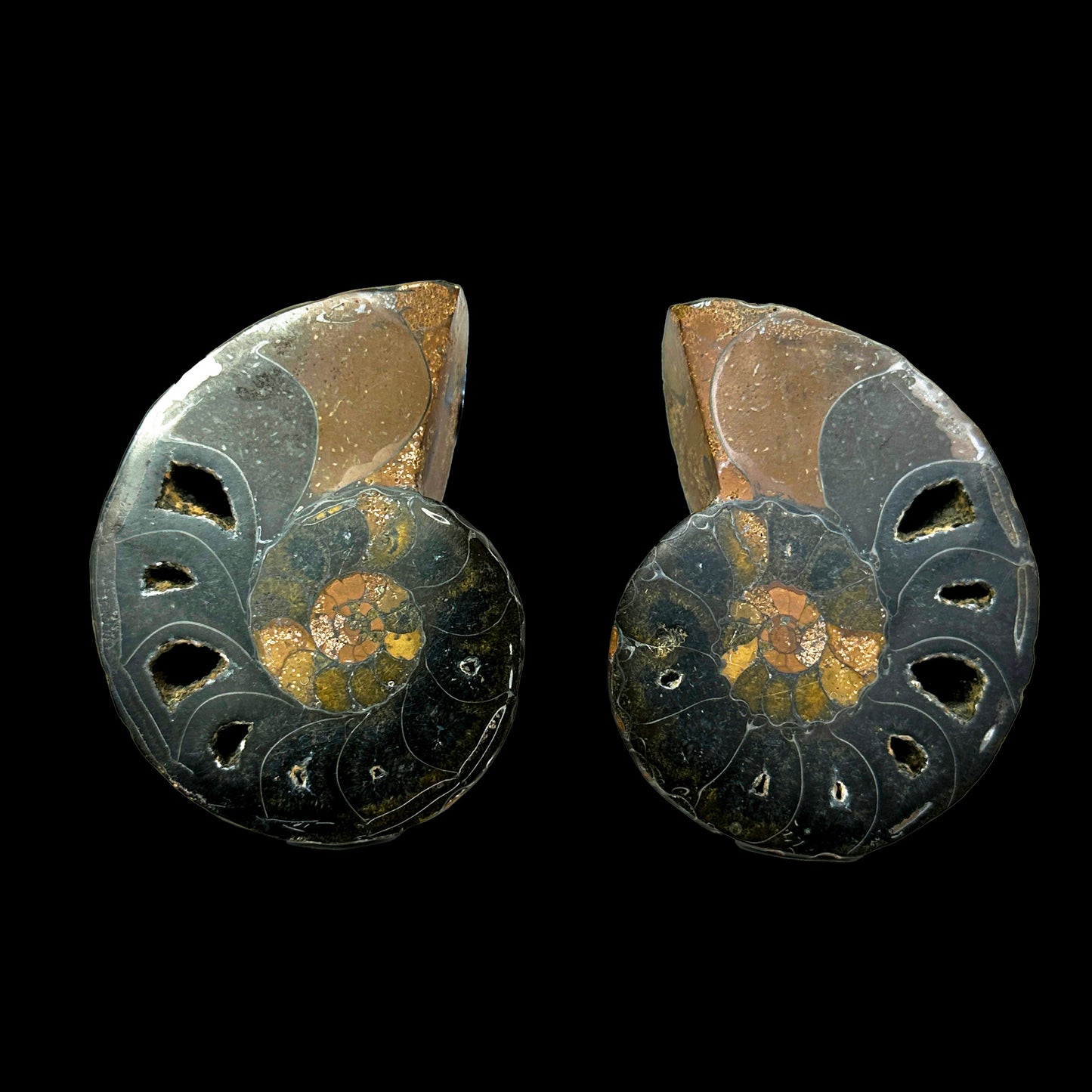 Fossilized Ammonite Shell Pair with Natural Mineral Specimen  # G 0335