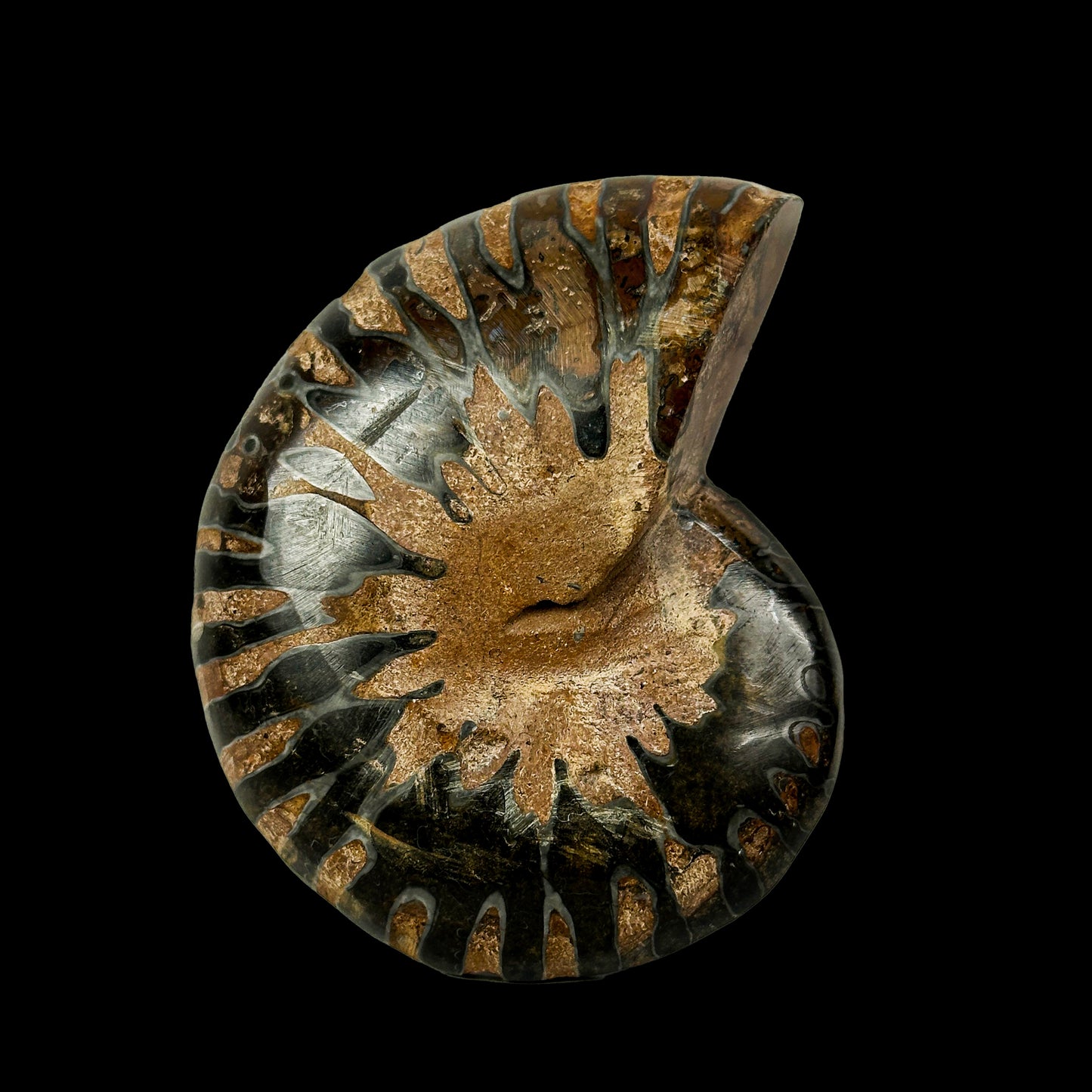 Fossilized Ammonite Shell Pair with Natural Mineral Specimen  # G 0335