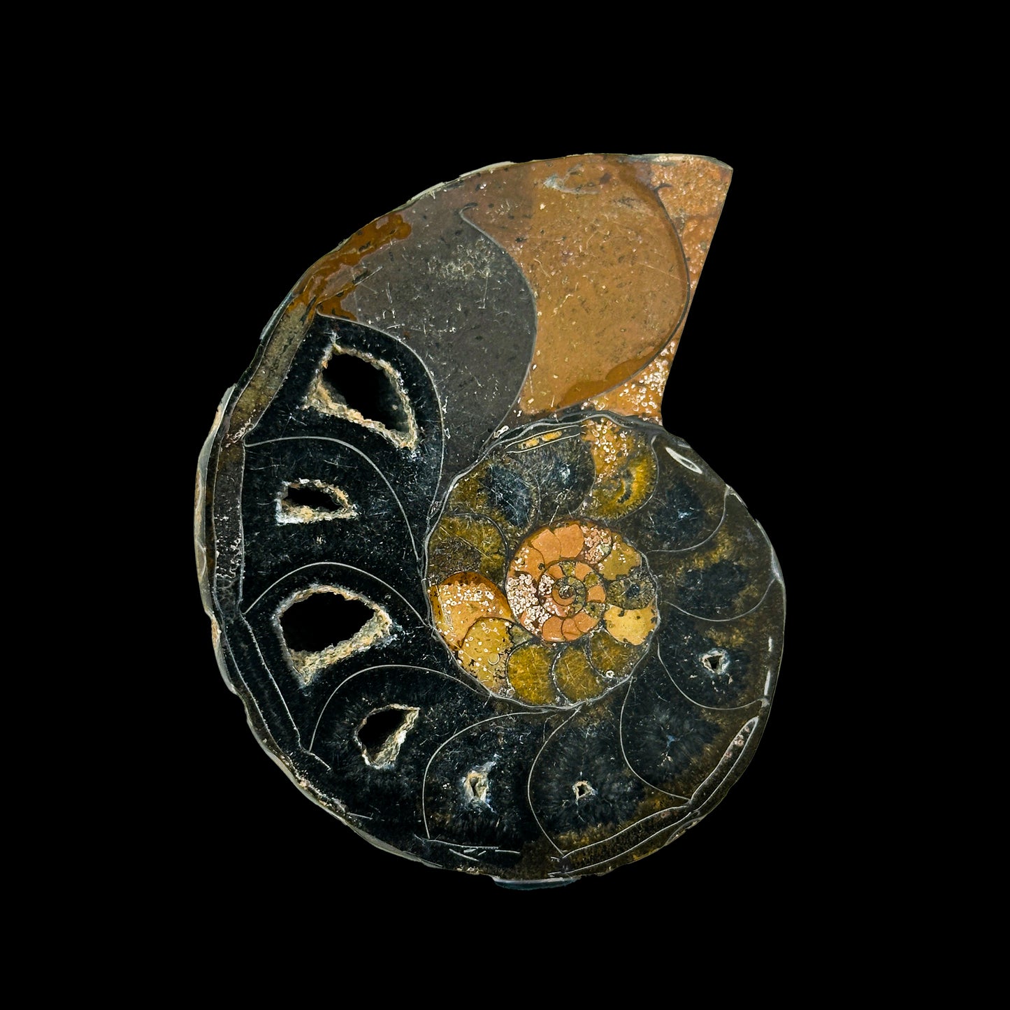 Fossilized Ammonite Shell Pair with Natural Mineral Specimen  # G 0335