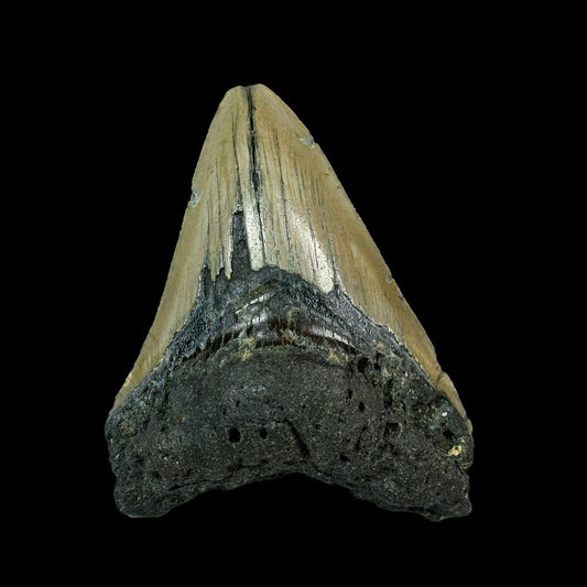 Rare Megalodon Tooth Fossil – Big Size Natural Specimen G #0336