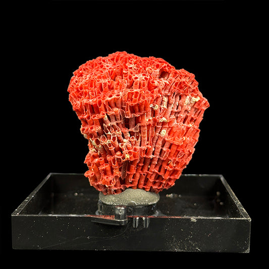 Red Coral Natural Mineral Specimen. G #0405