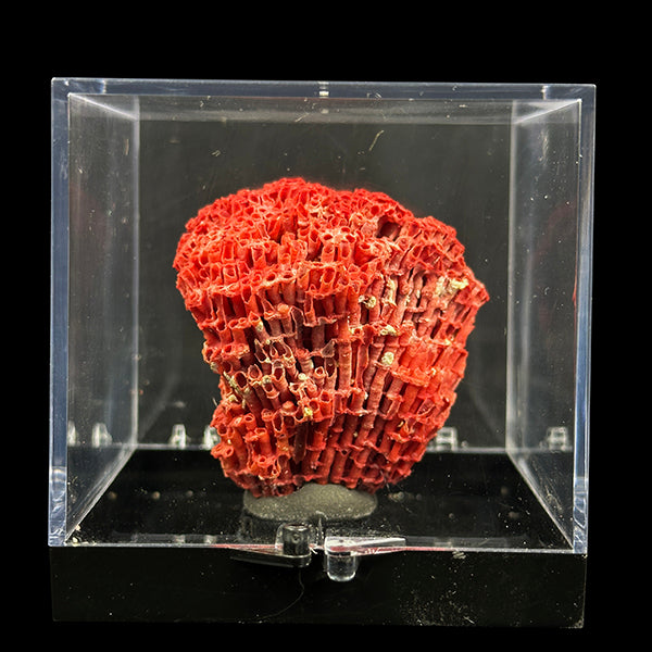 Red Coral Natural Mineral Specimen. G #0405