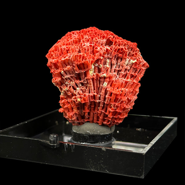 Red Coral Natural Mineral Specimen. G #0405