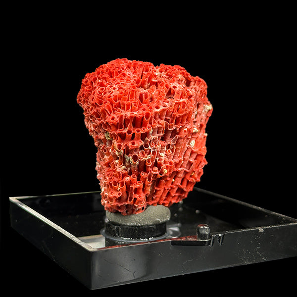 Red Coral Natural Mineral Specimen. G #0405