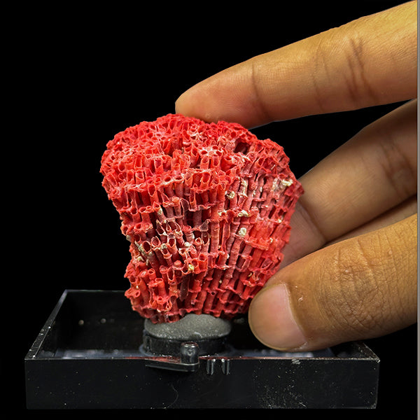 Red Coral Natural Mineral Specimen. G #0405