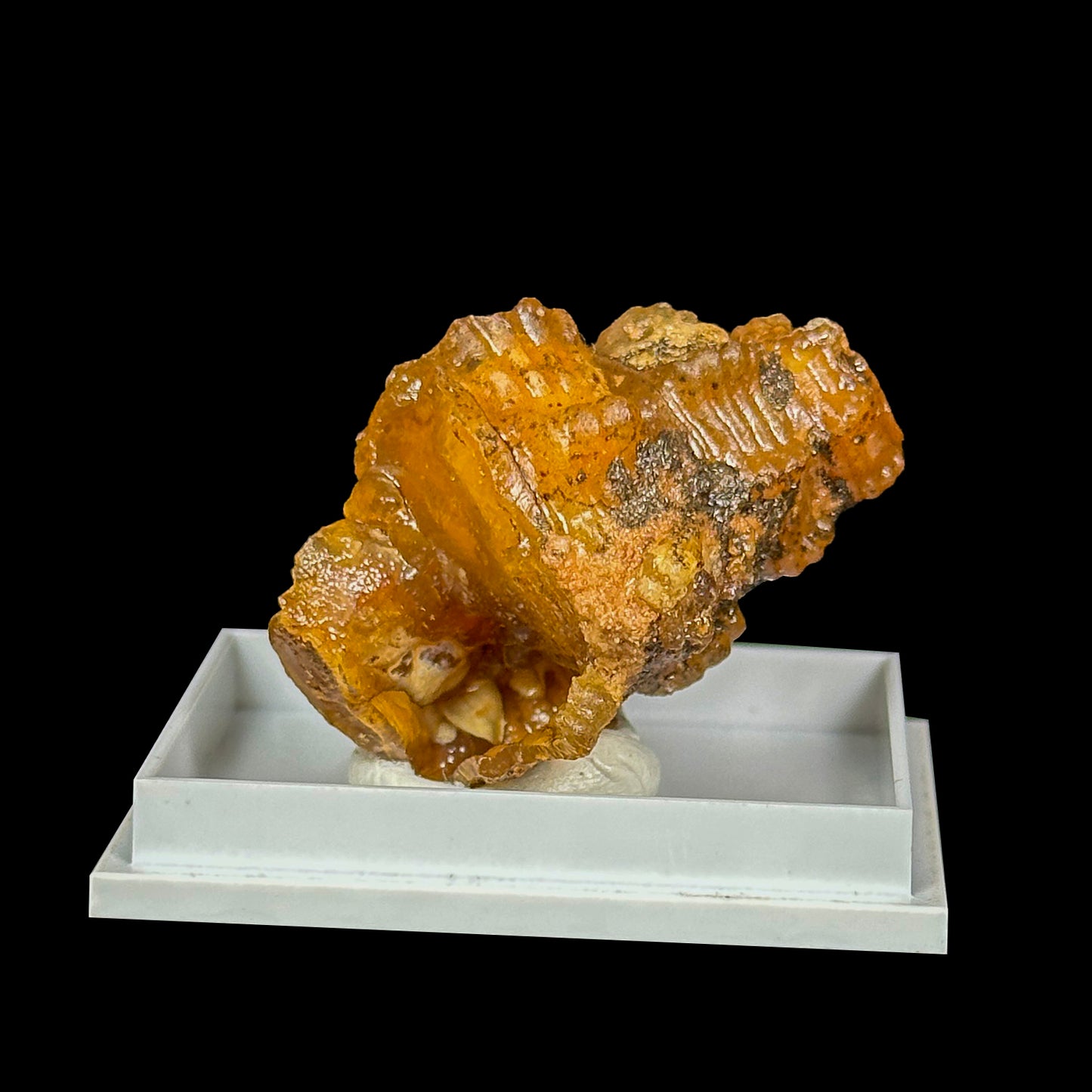 Rare Fossilized Shell Natural Minaral Specimen G #0452