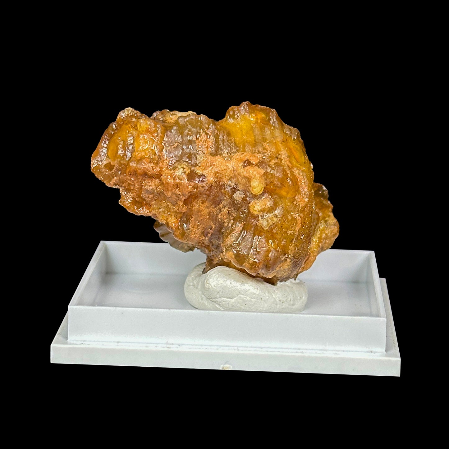 Rare Fossilized Shell Natural Minaral Specimen G #0452