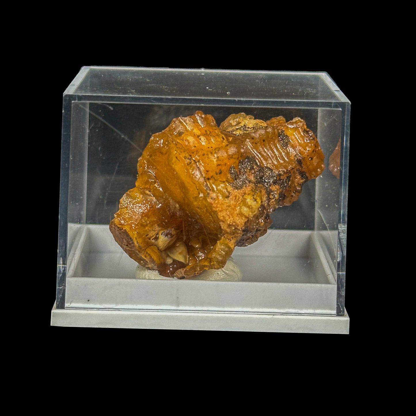 Rare Fossilized Shell Natural Minaral Specimen G #0452