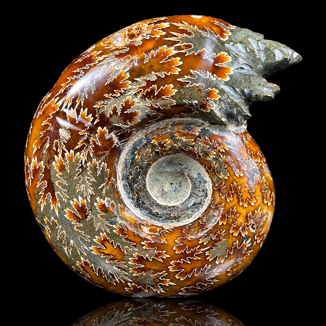 Ammonite With Pyrite Natural Mineral Specimen G #0562