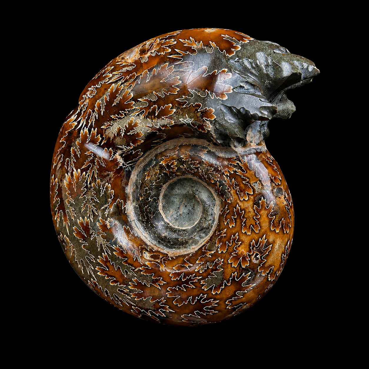 Ammonite With Pyrite Natural Mineral Specimen G #0562