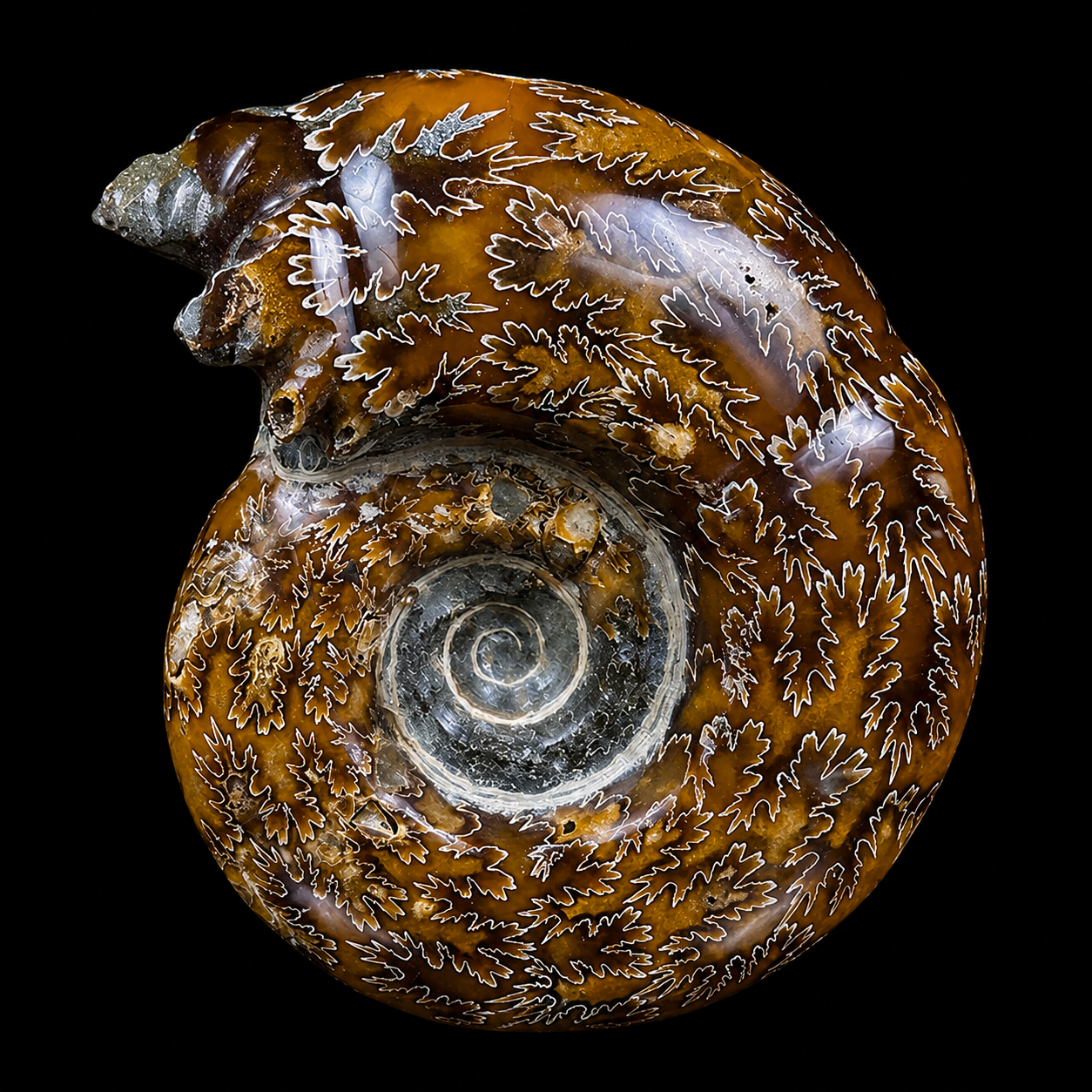 Ammonite With Pyrite Natural Mineral Specimen G #0562