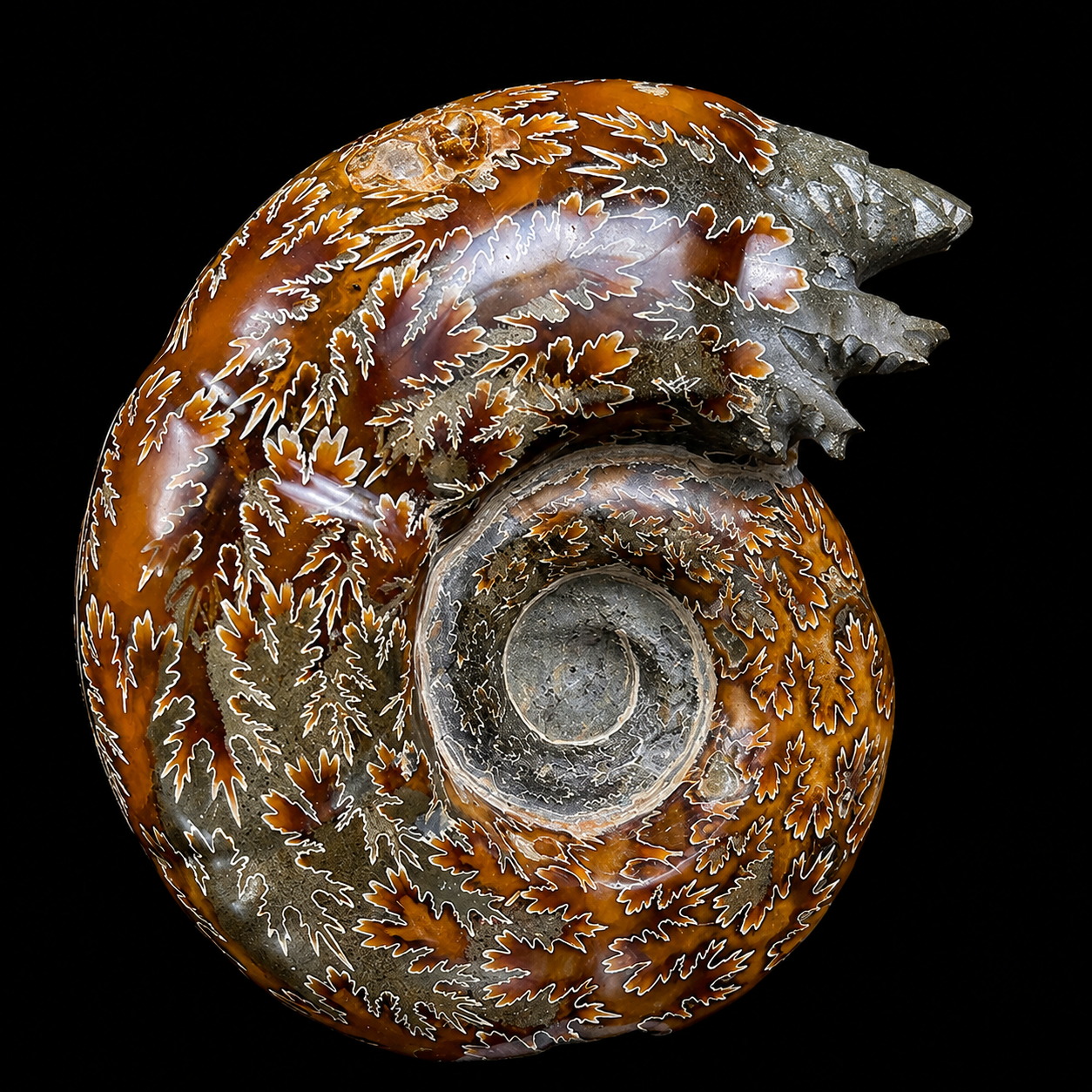 Ammonite With Pyrite Natural Mineral Specimen G #0562