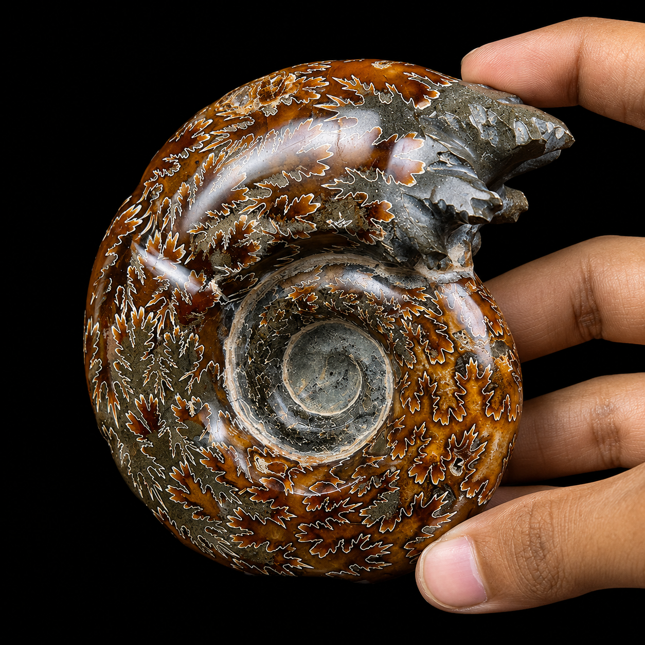 Ammonite With Pyrite Natural Mineral Specimen G #0562