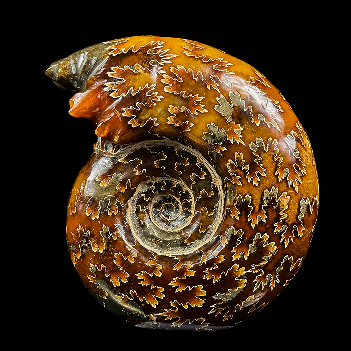 Ammonite With Pyrite Natural Mineral Specimen G #0574