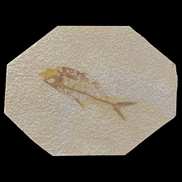 Diplomystus dentatus 52 Million years old Eocene Age Fossil Lake Mineral Specimen. G #0380