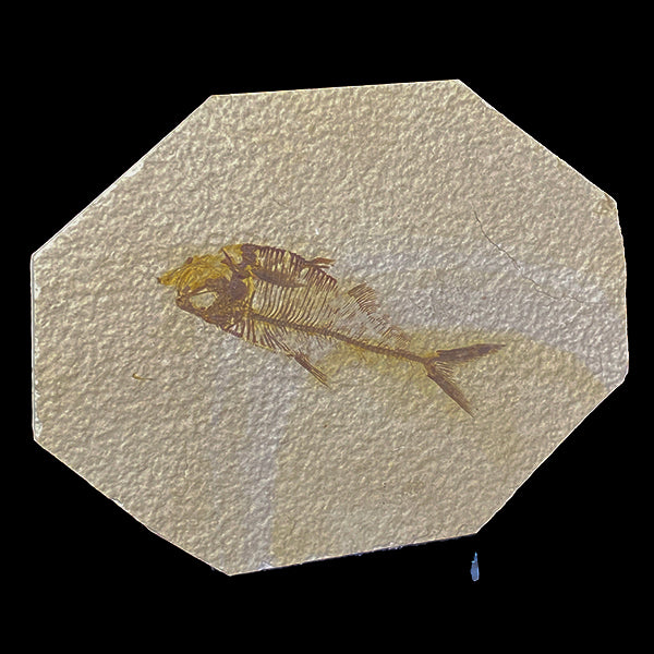 Diplomystus dentatus 52 Million years old Eocene Age Fossil Lake Mineral Specimen. G #0380