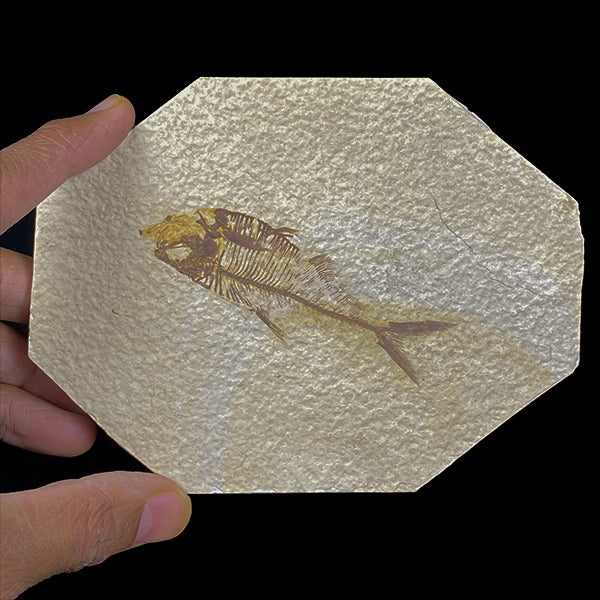 Diplomystus dentatus 52 Million years old Eocene Age Fossil Lake Mineral Specimen. G #0380