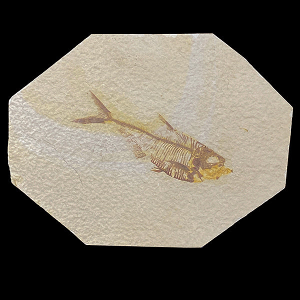 Diplomystus dentatus 52 Million years old Eocene Age Fossil Lake Mineral Specimen. G #0380