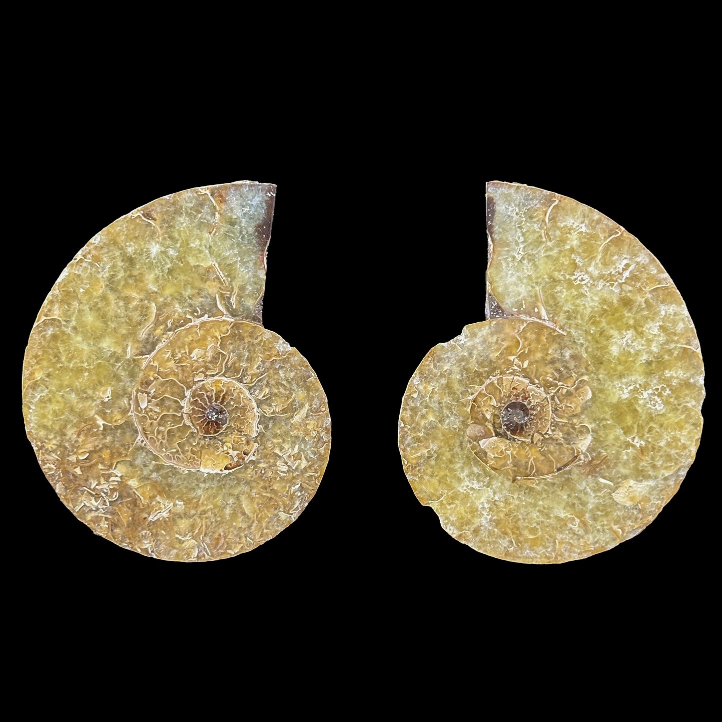 Ammonite Pair Natural Mineral Specimen. G #0372