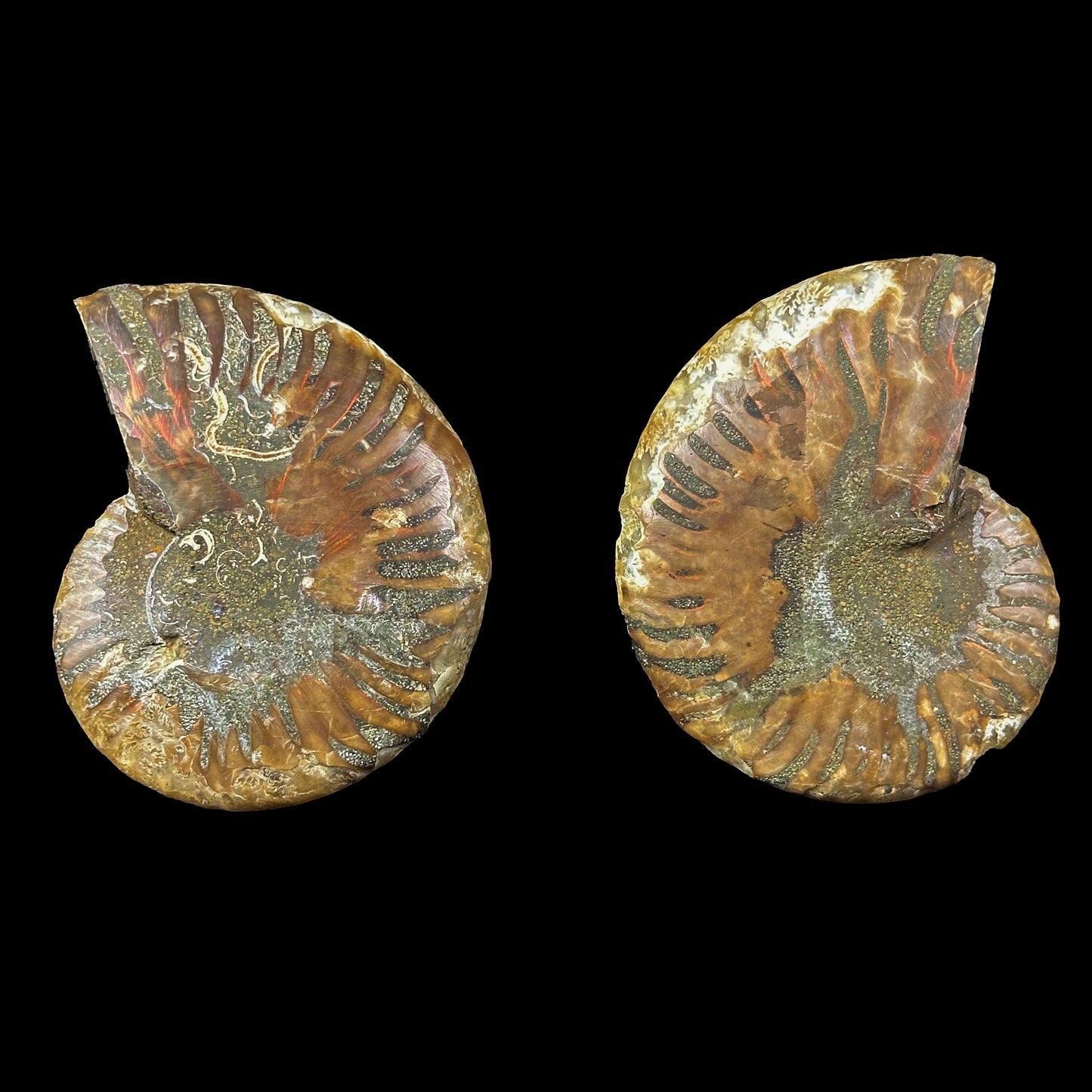 Ammonite Pair Natural Mineral Specimen. G #0372