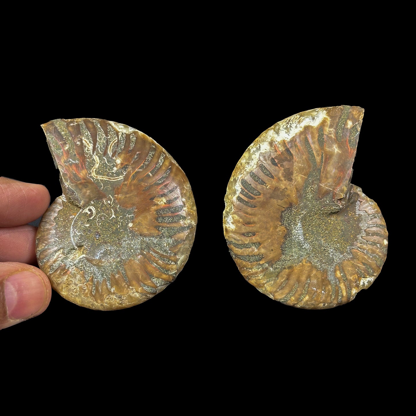 Ammonite Pair Natural Mineral Specimen. G #0372