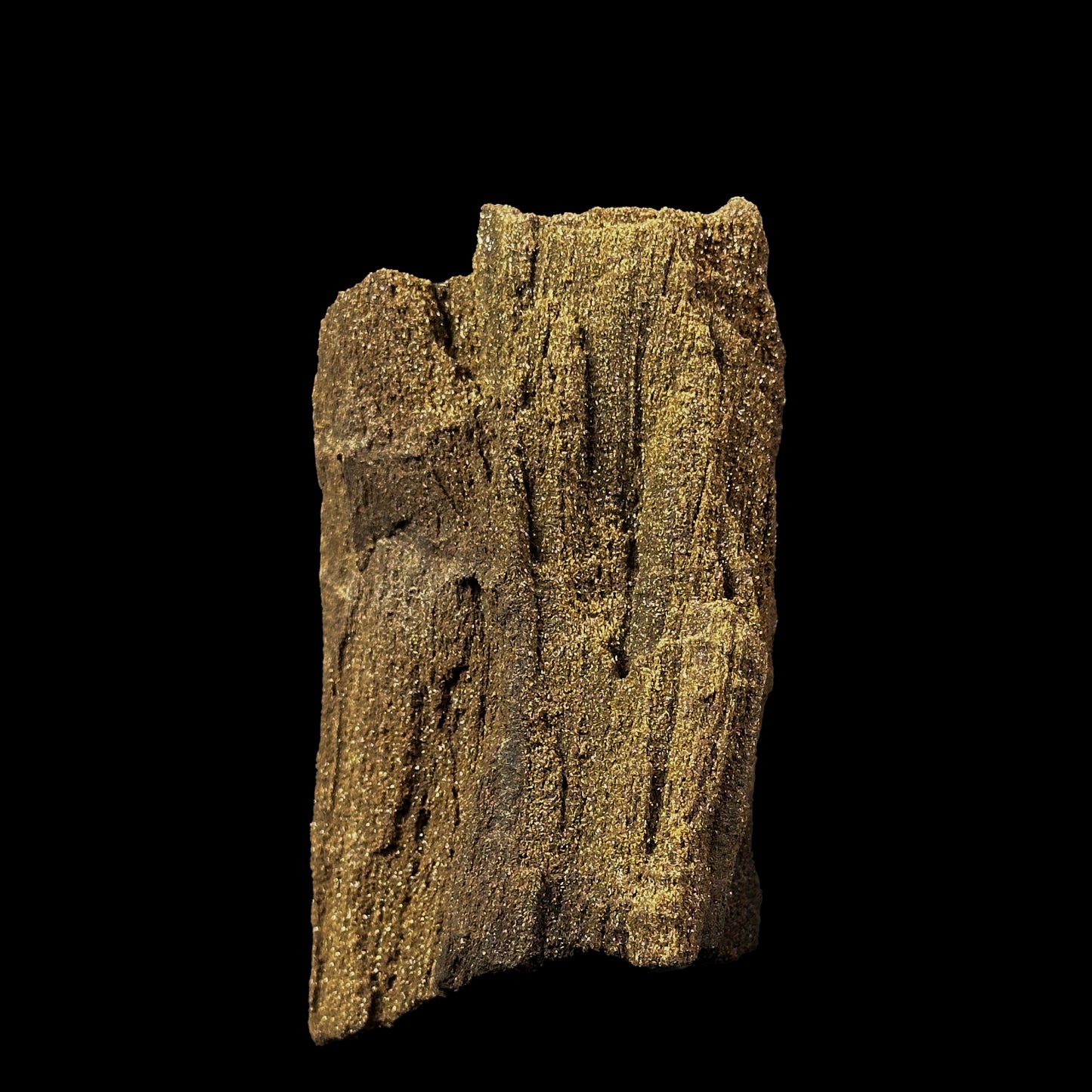 Petrified Wood Natural Mineral Specimen. G #0374