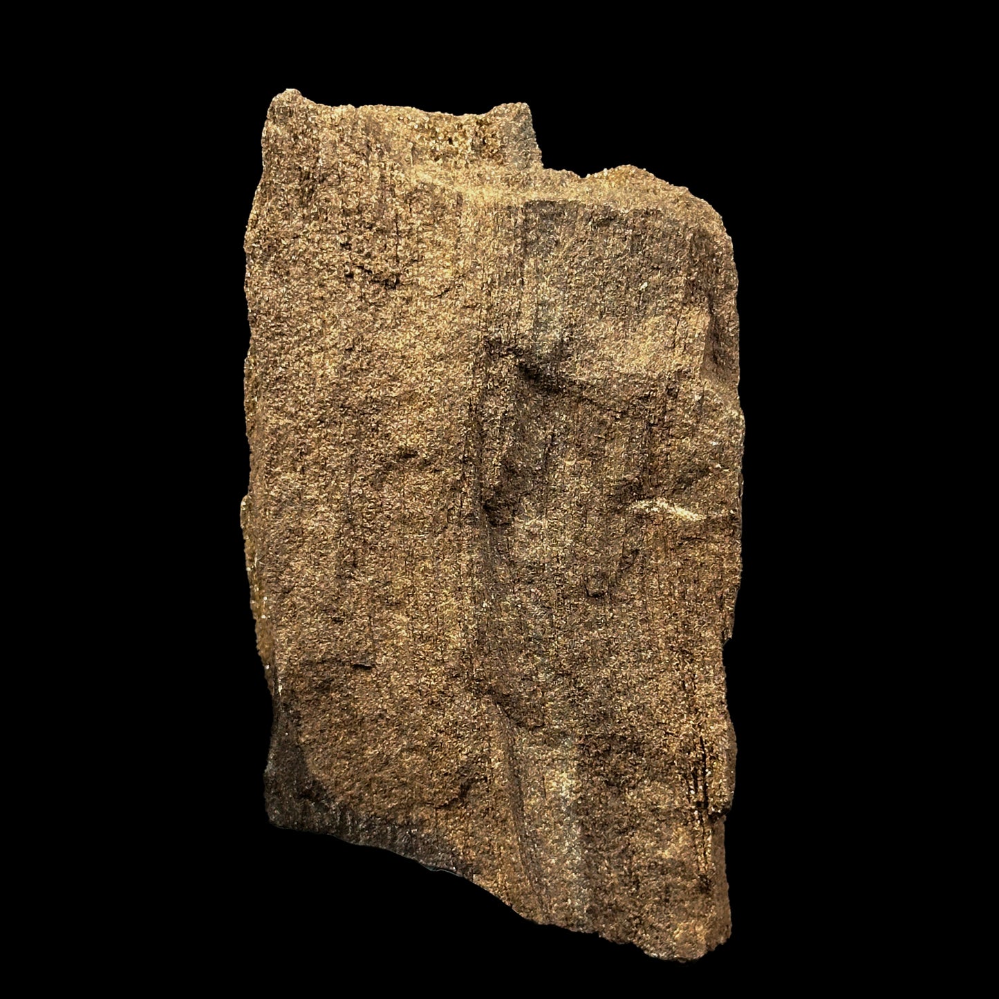 Petrified Wood Natural Mineral Specimen. G #0374