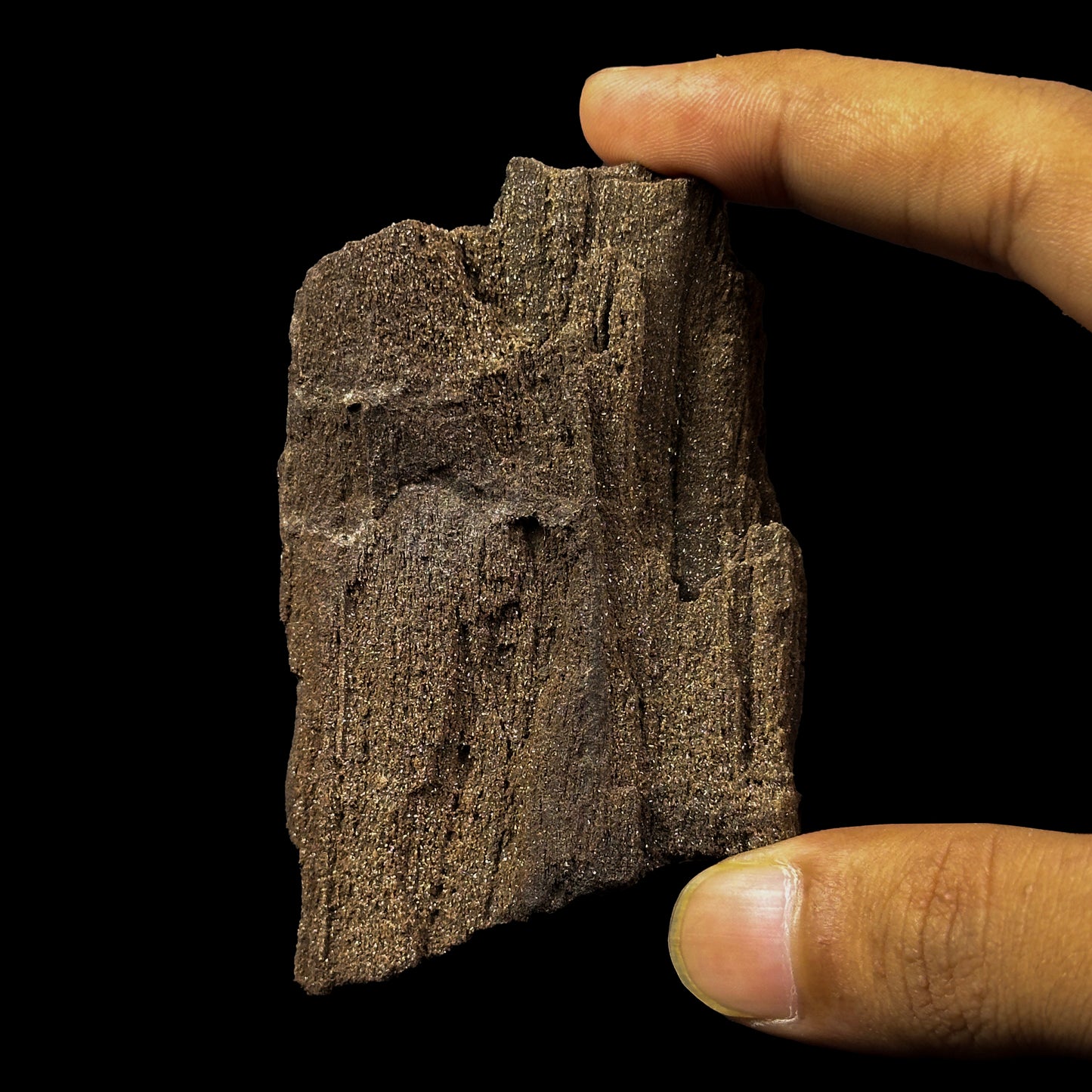 Petrified Wood Natural Mineral Specimen. G #0374