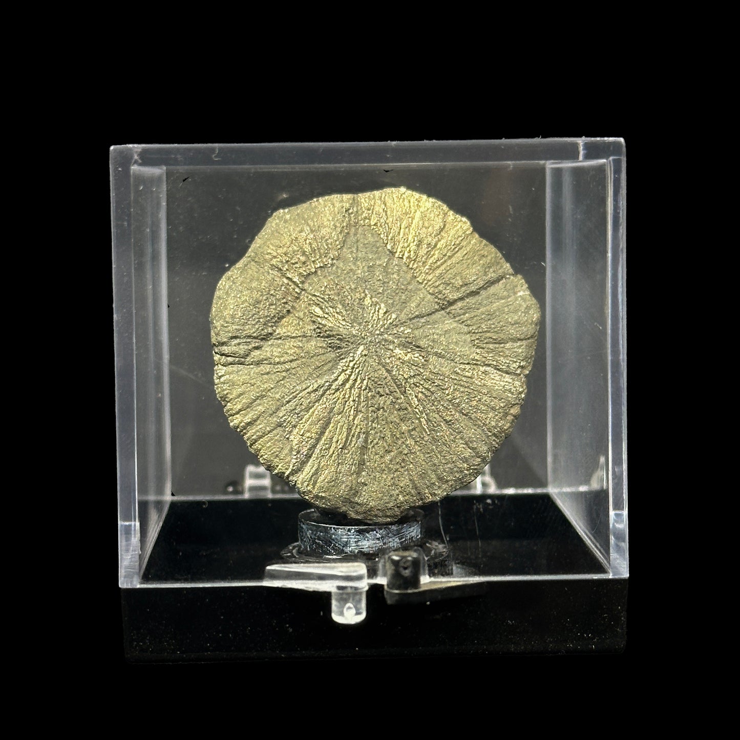 Golden sheen Sun pyrite Natural Mineral Specimen. G #0376