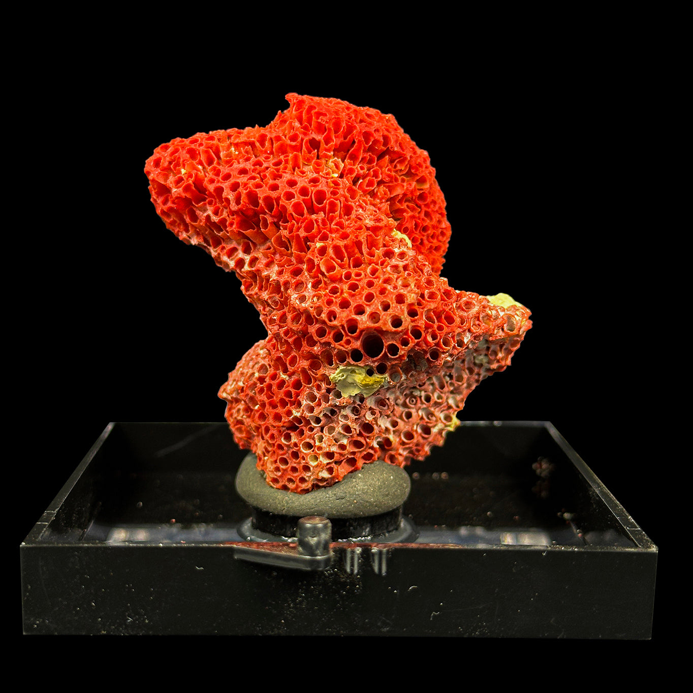 Red Coral Natural Mineral Specimen. G #0385.