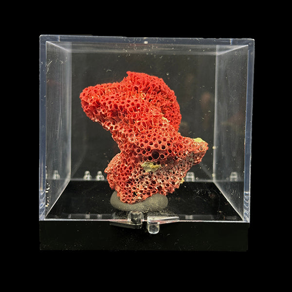 Red Coral Natural Mineral Specimen. G #0385.