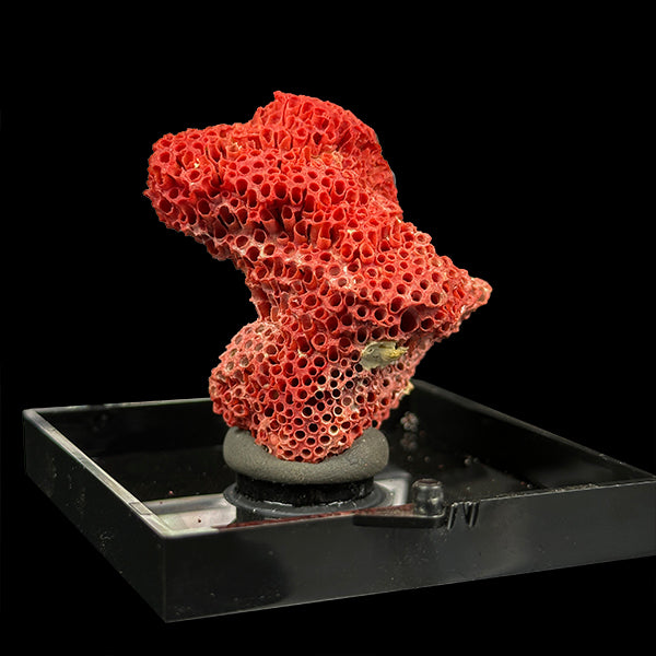 Red Coral Natural Mineral Specimen. G #0385.
