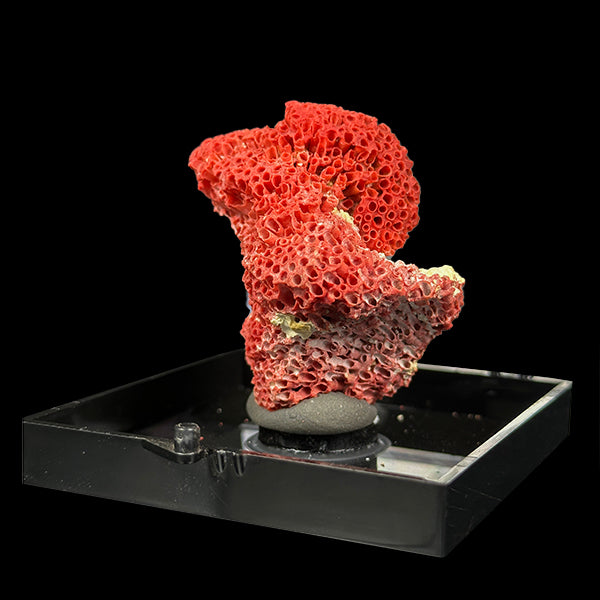 Red Coral Natural Mineral Specimen. G #0385.