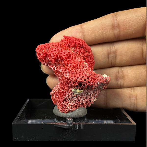 Red Coral Natural Mineral Specimen. G #0385.