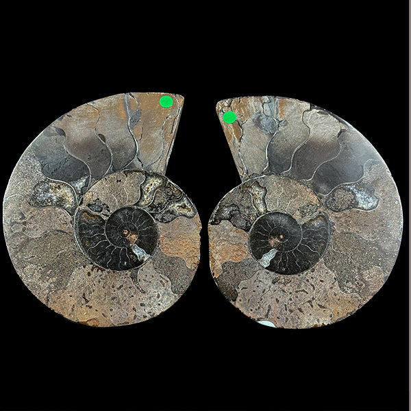 Ammonite Pair Natural Mineral Specimen. G #0387