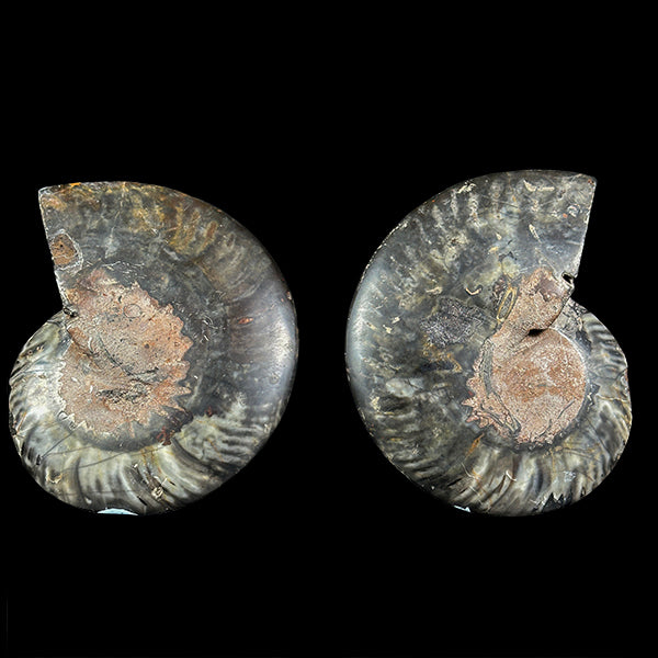 Ammonite Pair Natural Mineral Specimen. G #0387