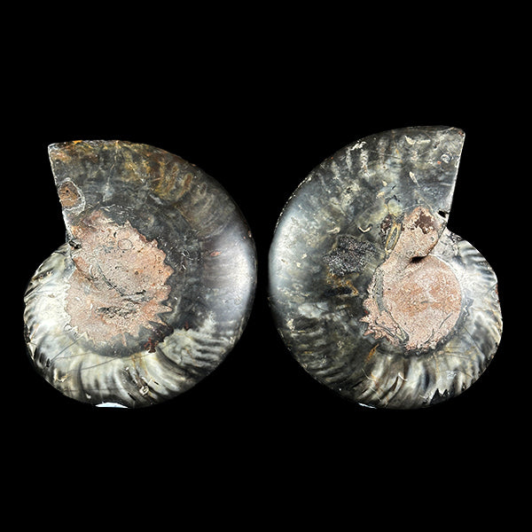 Ammonite Pair Natural Mineral Specimen. G #0387