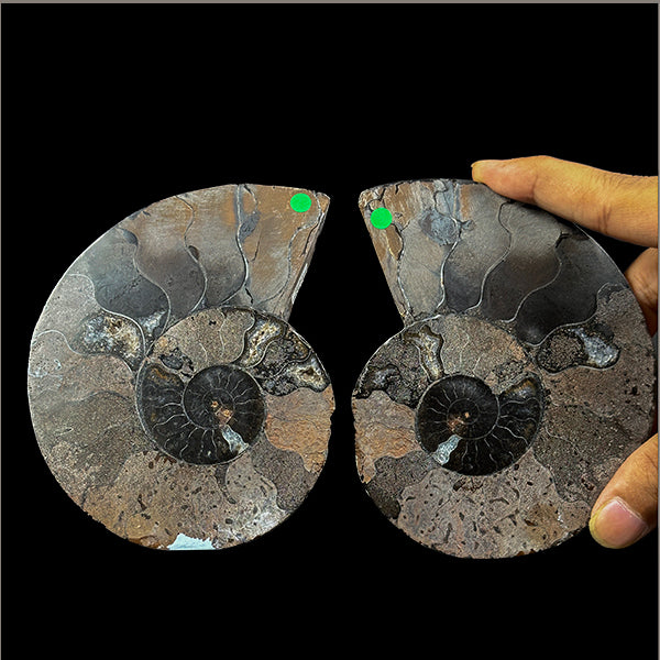 Ammonite Pair Natural Mineral Specimen. G #0387