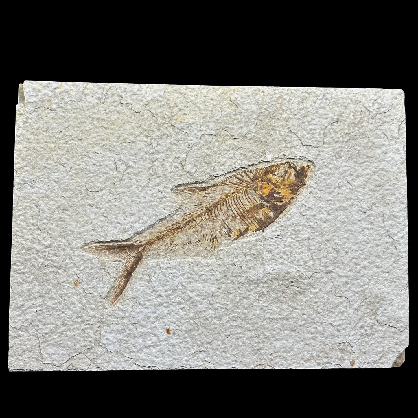Diplomystus dentatus 52 Million years old Eocene Age Fossil Lake Mineral Specimen. G #0412