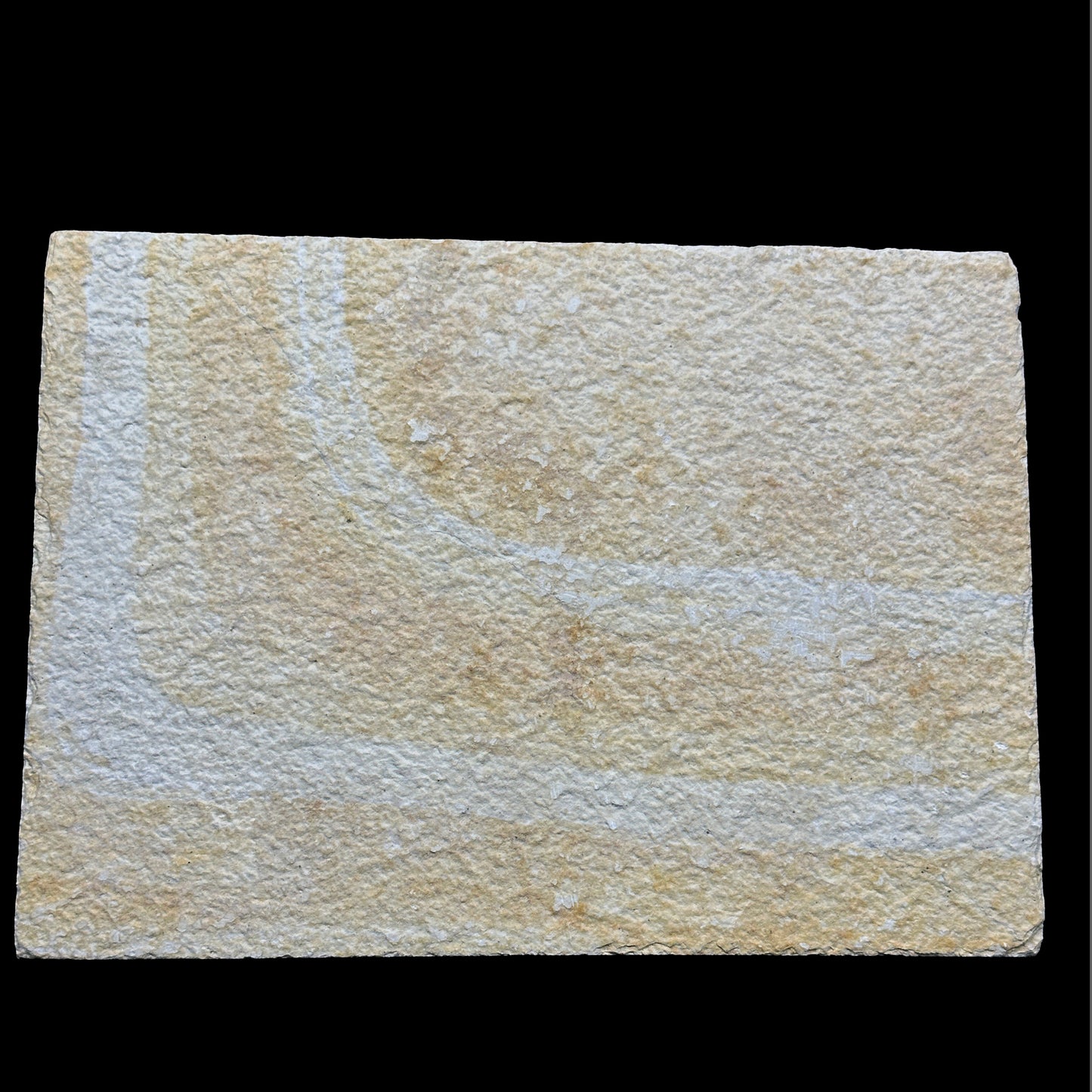 Diplomystus dentatus 52 Million years old Eocene Age Fossil Lake Mineral Specimen. G #0412