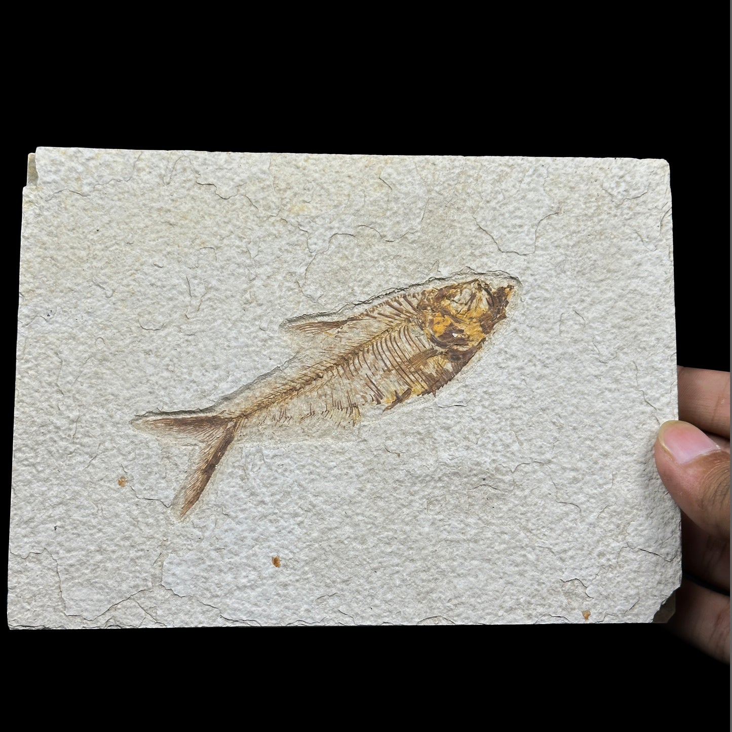 Diplomystus dentatus 52 Million years old Eocene Age Fossil Lake Mineral Specimen. G #0412