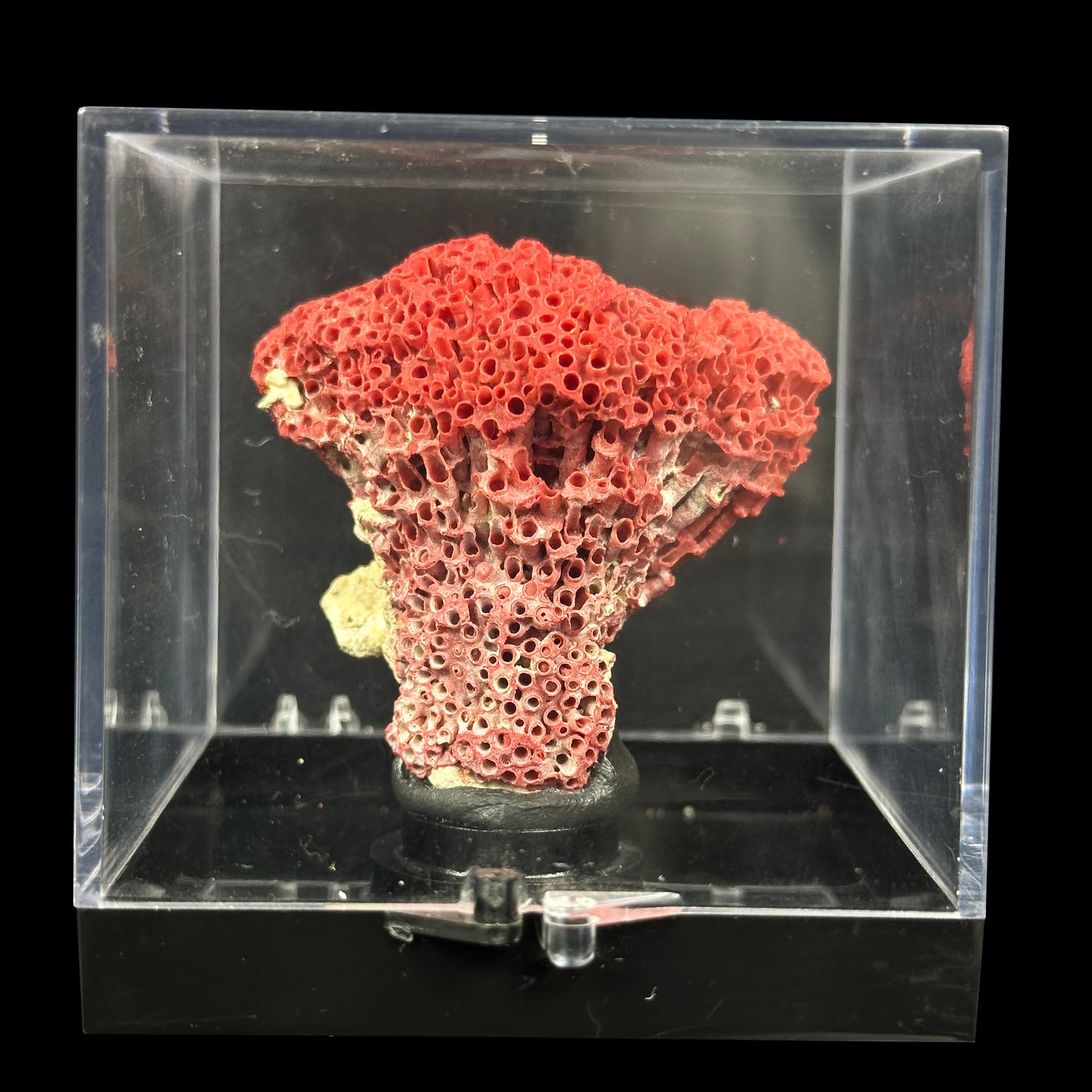 Red Pipe Coral Natural Mineral Specimen. G #0414