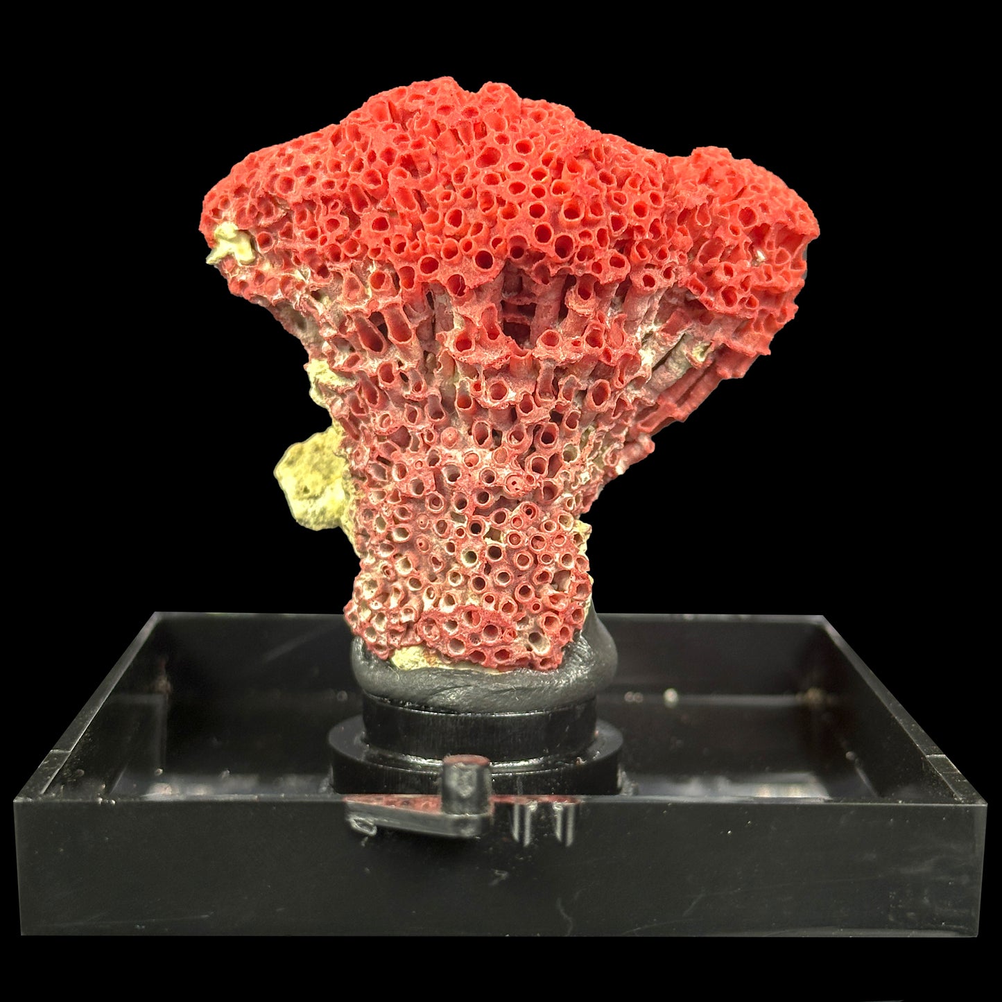 Red Pipe Coral Natural Mineral Specimen. G #0414